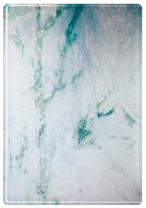 Thomas Flechtner : Blumen  (2004-05)  - Photographic print included in full plexiglass with beveled corners - Auction Photography - Blindarte Casa d'Aste