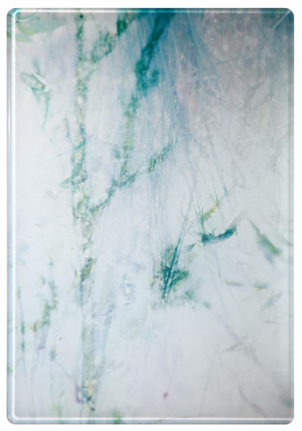 Thomas Flechtner : Blumen  (2004-05)  - Photographic print included in full plexiglass with beveled corners -  BUY NOW - Photographs - Blindarte Casa d'Aste