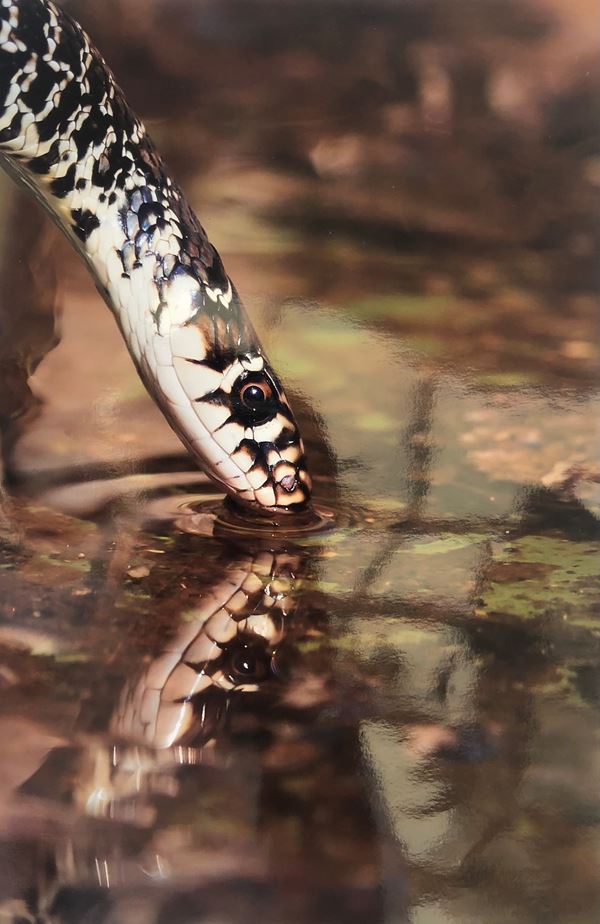 Roberto Savioli : Serpente  (2014)  - C-print - Asta Fotografia - Blindarte Casa d'Aste