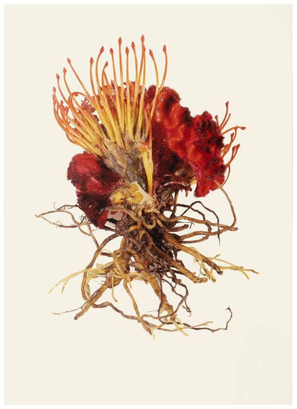 Maria Carla Mattii - Selezione n.7