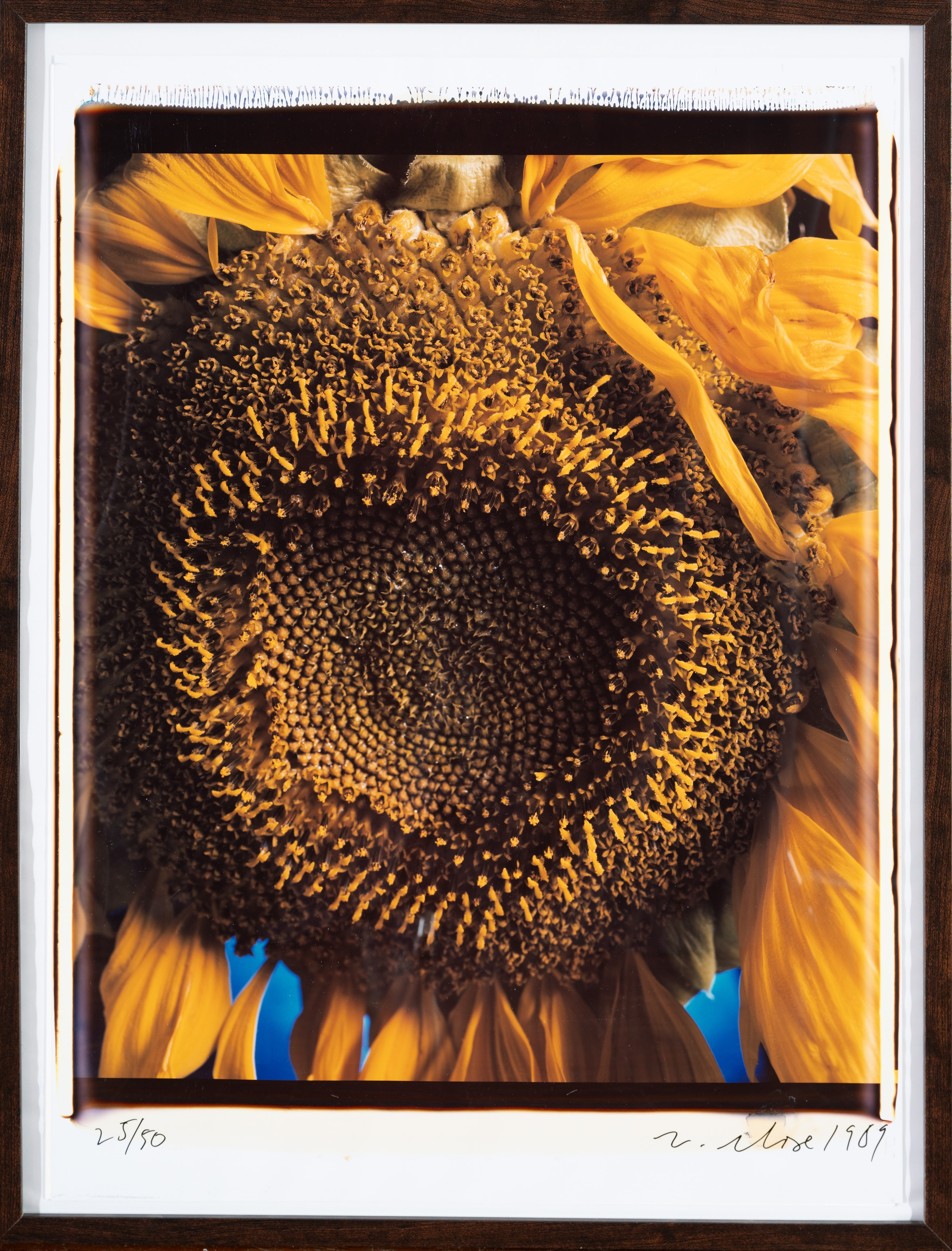 Close Chuck - Sunflower, stampa a trasferimento di diffusione di colorante interno